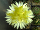 Hamatocactus hamatocanthus - 10 семян