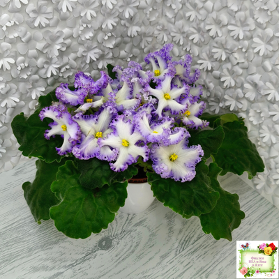 РМ-Франческа (Н. Скорнякова) 2019 г.