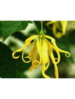 YLANG YLANG EXTRA EO (MADAGASCAR) / Иланг иланг 100% эфирное масло