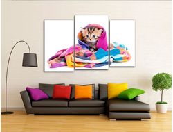 Модульная картина "Котенок в шали"