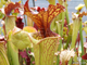 Семена Sarracenia x Moorei - Clone 1 - невероятно красивый мощный клон