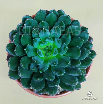 Echeveria Scorpio