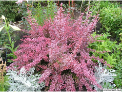 Барбарис Тунберга Helmond Pillar - в саду - красовский-сад.рф