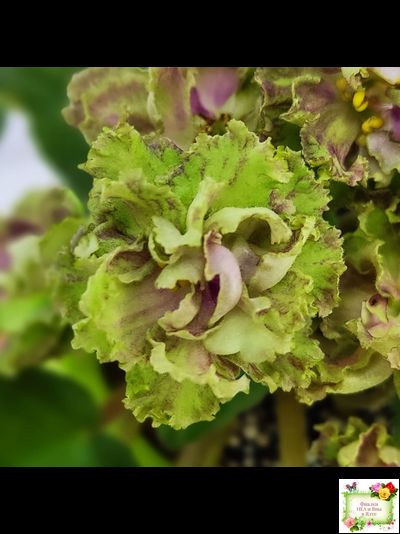 Allegro Pink Pistachio (J.Stromborg) (10765) 06/25/2015