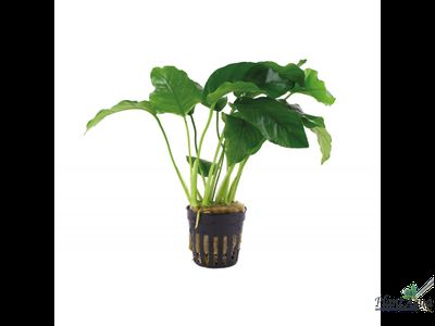 Anubias var. barteri«Broad leaf»