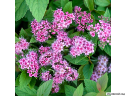 Спирея Манон - Manon