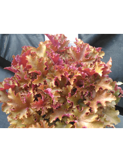 Гейхера гибридная Септембр Морн