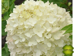 ГОРТЕНЗИЯ метельчатая "САММЕР БРИЗ" (компактная, обильное цветение). НОВИНКА!