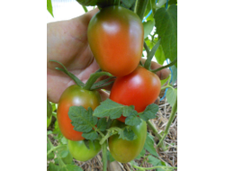 Томат Мархотская кисть (Мархотское гроно)
