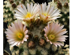 Pediocactus knowltonii - 5 семян