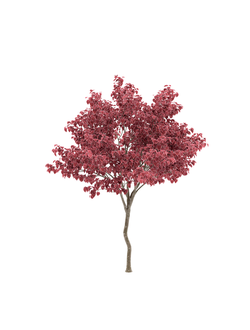 лиственные Церцис канадский Cercis canadensis 4
