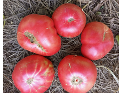 Гном Малли Роуз / Dwarf Mallee Rose