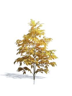 Billboards Дерево осеннее_13