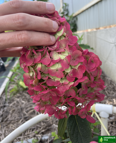 Гортензия метельчатая "Самарская Лидия"