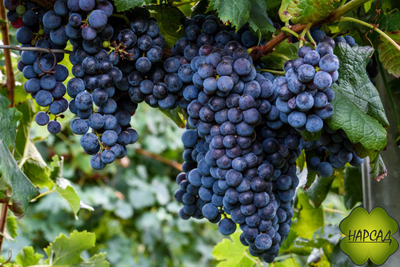 Виноград не укрывной для Подмосковья "Изабелла" (черная, ранняя)