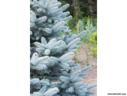 Ель Костер - фото хвои- красовский-сад.рф