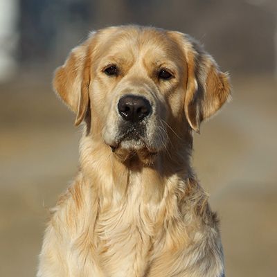 TERRA DI SIENA LOVE ME FOREVER / Тони/