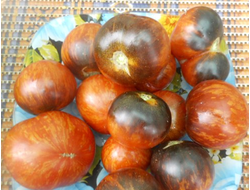 Томат Королева ночи (Koenigin der Nacht)