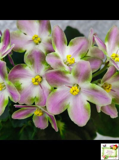 RIV-Амнезия (И. Растегаева) 2024 г.