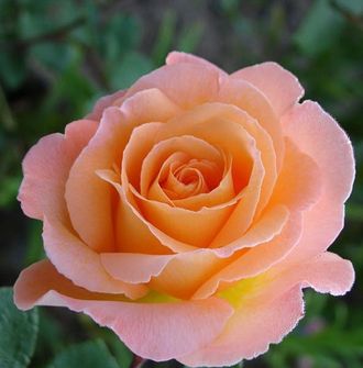 роза чайно-гибридная "розмари харкнесс"