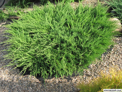 Можжевельник Андорра Компакта - Andorra Compact