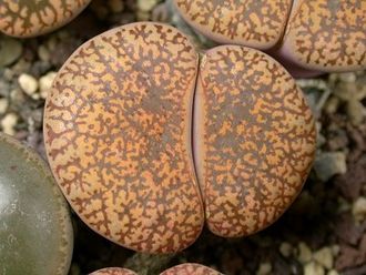 Lithops lesliei v.hornii C015 (MG-1643) - 10 семян