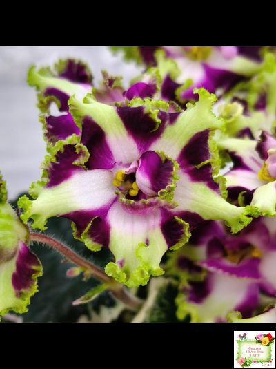 Лесной Царь (Кузина, Артемова) 2009 г. химера (стартер сорт)