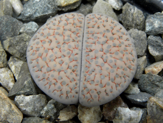 Lithops fulviceps v.lactinea C222 (MG) - 10 семян