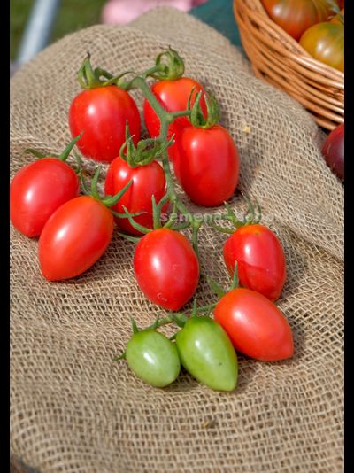 Томат Алма-Атинский Красный Тюльпан, 10 шт.