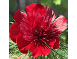 Paeonia tenuifolia “Татьяна”