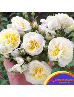 Лаитоз (Laitoz) (Белый Леонардо Да Винчи)