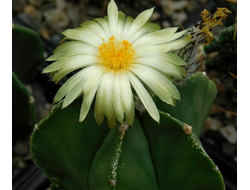 Astrophytum myriostigma nudum - 5 семян