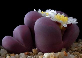Lithops optica cultivar 'Rubra' F3 (MG-1685.5) - 10 семян