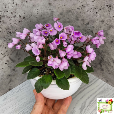 Flashy Trail (H.Pittman) TX Hyb трейлер