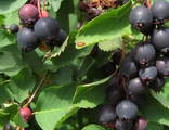 Мандам ирга ольхолистная (Amelanchier alnifolia Mandam)