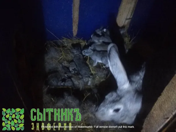 Натуральное мясо кролика с доставкой на дом