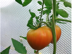 Семена томата Полуночное солнце от интернет-магазина УралТомат