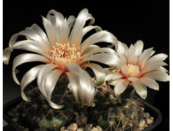 Gymnocalycium sutterianum ssp.kulhanekii VG-1310a - 5 семян