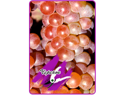 Легенда (черенок)*