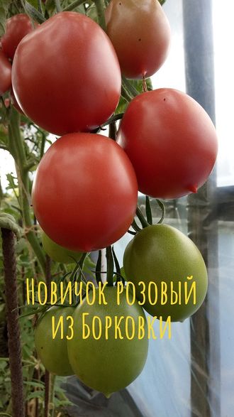 семена томаты "Новичок розовый борковский" 10 шт.