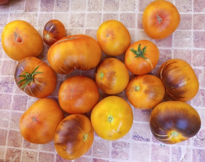 Томат Золотое яблоко