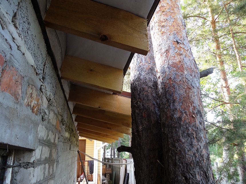 Реконструкция дачного дома: сохранение сосен