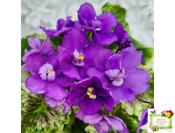 АВ-Корзиночка с Ежевикой (Фиалковод) 2021 г. (гёрл-листья с кроновой пестролистностью)