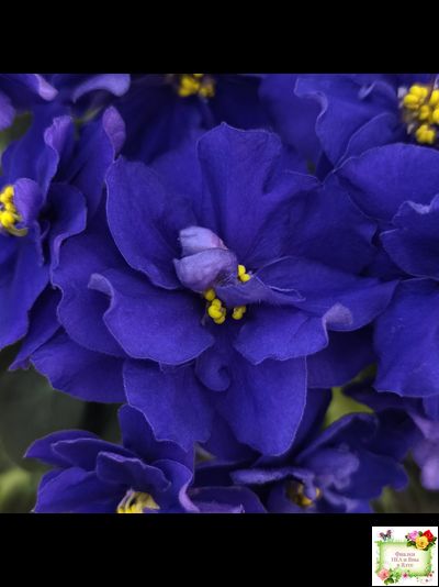 Р-Голубика (В. Зуб) 2023 г.