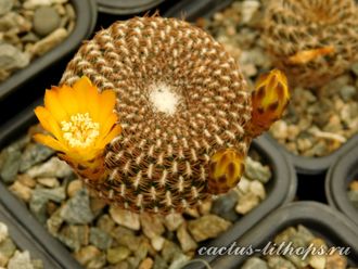 Sulcorebutia arenacea - 5 семян