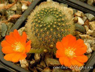 Rebutia  archibuiningiana L 404 (D=15-20mm)