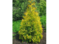 Туя западная Еллоу Риббон (Yellow Ribbon) 0,5 л