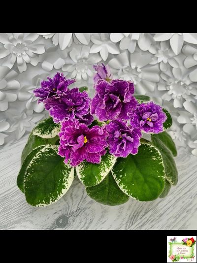 SV-Космические Ежи (С. Суворова) 2021 г.