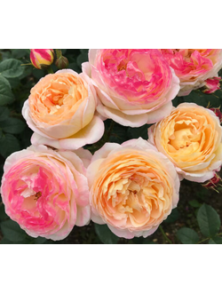 Розоман Жанон(Rosomane Janon)