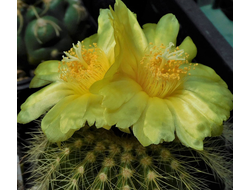 Eriocactus warasii - 5 семян